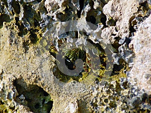 Maldivian Ghost Crab