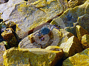 Maldivian Ghost Crab