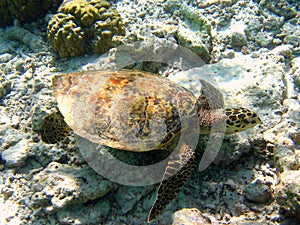 Maldivian Hawksbill Turtle photo