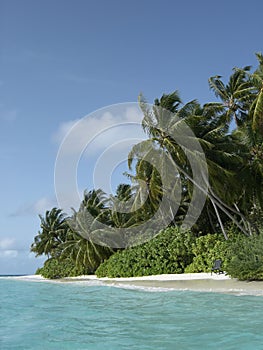 Maldivian island coast photo