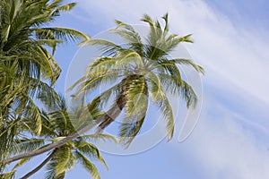 Insel Palme Bäume 