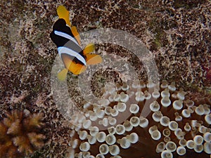 Maldivian Nemo coral reef ocean fairmont