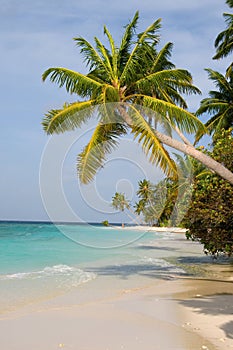 Maldivian sand beach and coconut trees photo