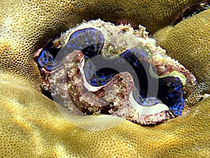 Maldivian Tridacna