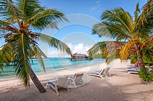 Maldivian tropical beach with sun beds and coconut palms