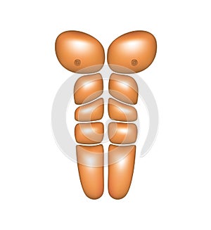 Male abdominal muscles