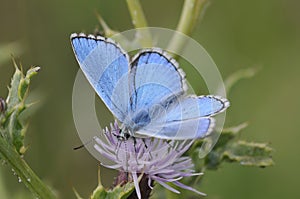 Male Adonis Blue Butterfly