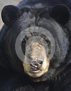 Male adult american black bear , california