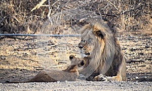 Male Adult Asiatic Lion with a Cub - Panthera Leo Leo - Sitting in Ambardi National Park, Amreli, Gujarat, India