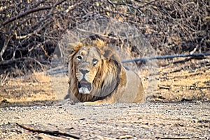 Male Adult Asiatic Lion - Panthera Leo Leo - Sitting in Ambardi National Park, Amreli, Gujarat, India