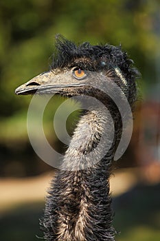 Male adult Australian Emu Dromaius novaehollandiae, view of an Emu`s neck and head