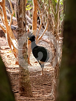 Male Adult Bare-faced Curassow