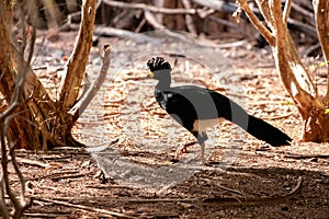 Male Adult Bare-faced Curassow