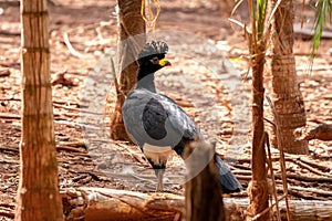 Male Adult Bare-faced Curassow