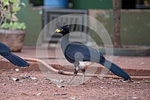 Male Adult Bare-faced Curassow