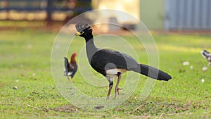 Male Adult Bare-faced Curassow