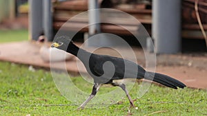 Male Adult Bare-faced Curassow