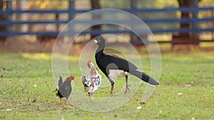 Male Adult Bare-faced Curassow