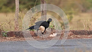 Male Adult Bare-faced Curassow