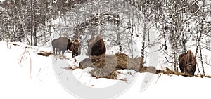 Male adult bison, four individuals. Altai Breeding bison place.