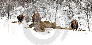 Male adult bison, four individuals. Altai Breeding bison place.