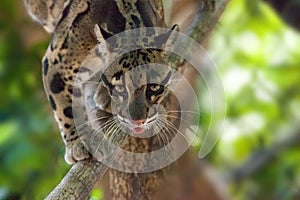 Male adult clouded leopard Neofelis nebulosa is listed as vulnerable