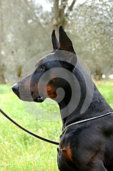 Male Adult Dobermann