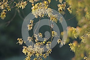 A male adult European stonechat Saxicola rubicola perched in a tree.