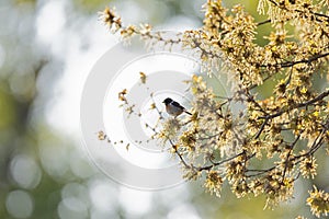 A male adult European stonechat Saxicola rubicola perched in a tree.
