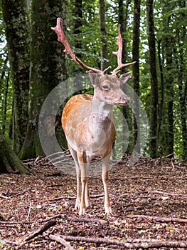 Male adult fallow deer dama dama