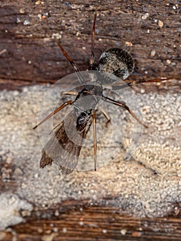 Male Adult Jumping Spider