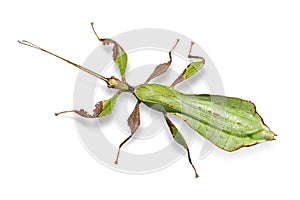 Male adult leaf insect Phyllium ericoriai