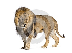 Male adult lion eyes closed, Panthera leo, isolated