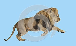 Male adult lion, Panthera leo, leaping on blue