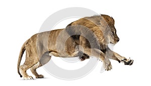 Male adult lion, Panthera leo, leaping, isolated