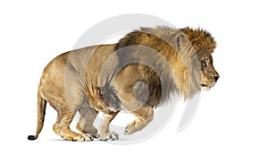 Male adult lion, Panthera leo, leaping, isolated