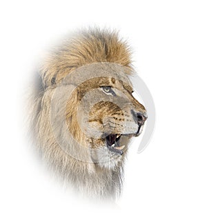 Male adult lion roaring and showing its teeth, fangs