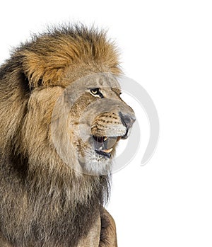 Male adult lion roaring and showing its teeth, fangs