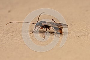 Male Adult Myrmicine Ant
