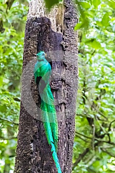 Male adult Resplendent Quetzal at nesting hole - Pharomachrus mocinno