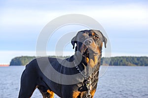 Male adult rottweiler dog with attentive expression