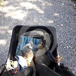 Male adult sable ferrets out in pet pram