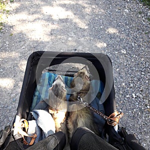 Male adult sable ferrets out in pet pram