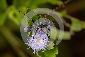 Male Adult Thread-waisted Wasp