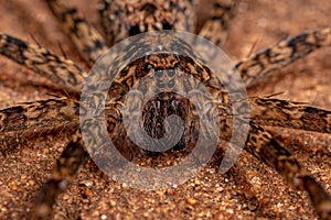 Male Adult Wandering Spider