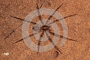 Male Adult Wandering Spider photo