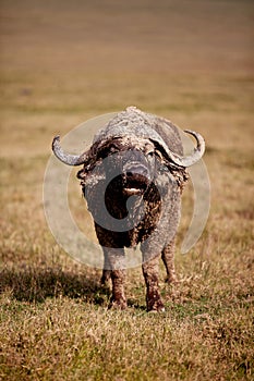 Male African buffalo