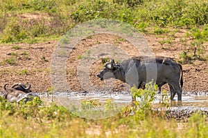 A male african buffalo  Syncerus caffer cooling down at a waterhole, Murchison Falls National Park, Uganda.