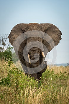 Male African bush elephant stands curling trunk
