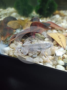 Male African Dwarf Frog